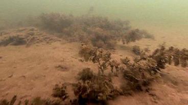 Bild: WDR Verschlammter Flussboden