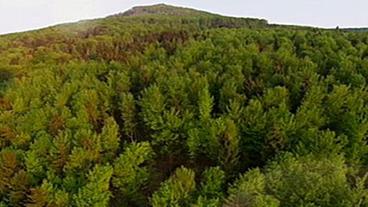 Bild: SWR Wald