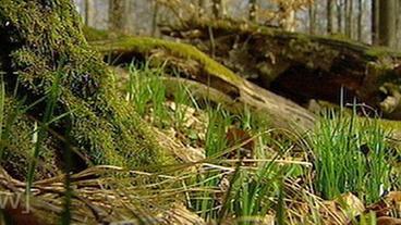 Bild: BR Steigerwald