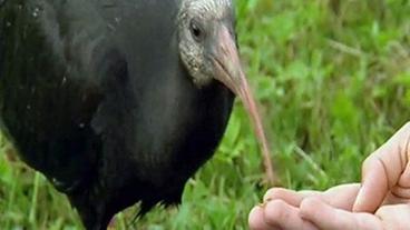 Bild: BR Waldrapp in der Aufzuchtstation in der Toskana