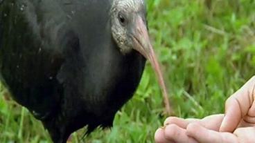 Waldrapp in der Aufzuchtstation in der Toskana