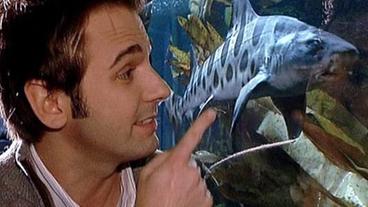 Dennis zeigt auf einen Hai im Aquarium