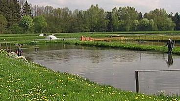 Störzucht