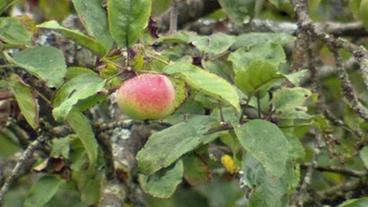 Bild: BR Ein Apfel