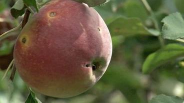 Bild: WDR Ein Apfel