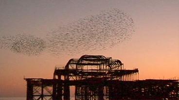 Starenschwarm über dem alten Pier von Brighton