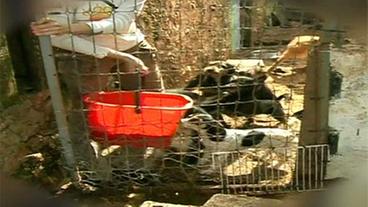 Bild: SWR Auffangstation für verwahrloste Hunde