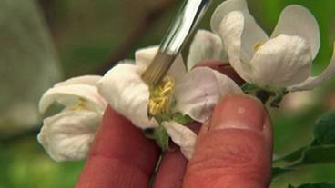 Eine Blüte wird mit einem Pinsel bestäubt
