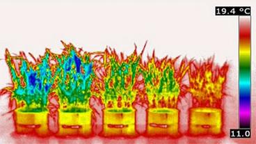 Infrarotaufnahmen der verschiedenen Weizensorten