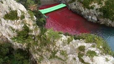 Das Wasser ist durch das Blut der Delfine verfärbt