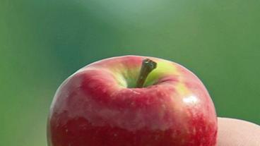 Bild: NDR Ein Apfel