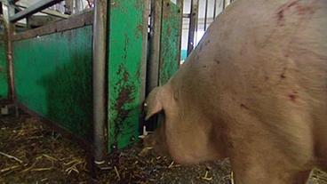 Schweine vor dem Eingang der Futterbox