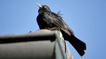 Singende Amsel auf einem Dach