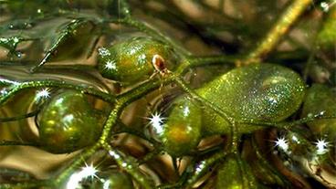 Bild: Heidemeier Springschwanz auf Wasserschlauch