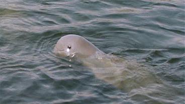 Irawadi-Flussdelfine