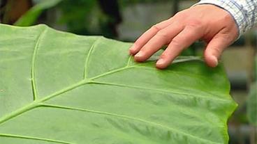 Eine Hand berührt ein Blatt