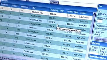 Statistik zur Futteraufnahme der Schweine