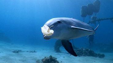 Delfin mit Beute im Maul
