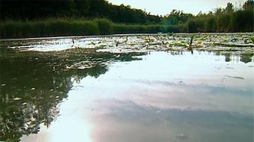 Bild: BR Donauauwald bei Neuburg