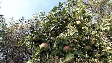 Bild: WDR Ein Apfelbaum