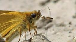 Schmetterling