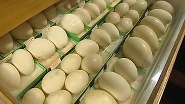 Verschiedene Eier in einer Schublade