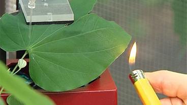 Bild: BR Ein Feuerreiz löst bei diesem Orchideenbaum ein elektrisches Signal aus
