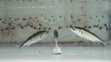 Bild: WDR Robofish mit zwei echten Stichlingen