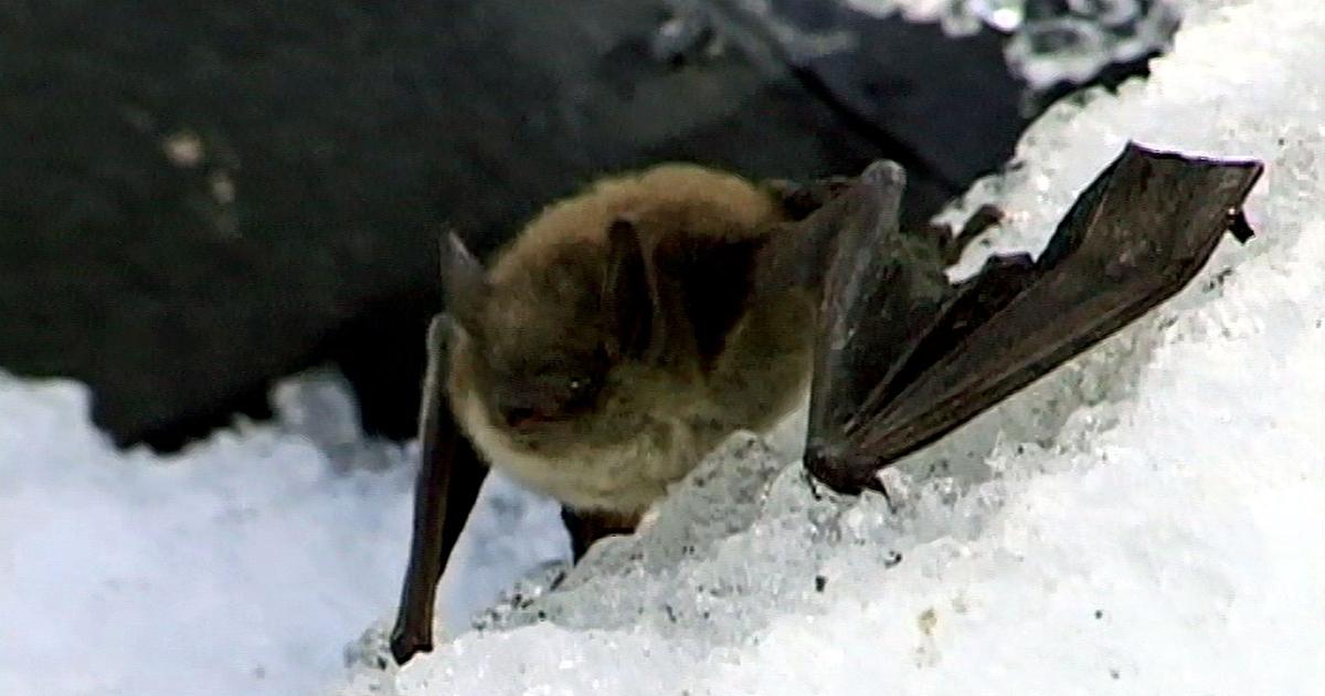 Tod der Fledermäuse W wie Wissen ARD Das Erste