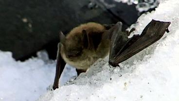 Fledermäuse kämpfen im Winter um ihr Leben, obwohl sie eigentlich Winterschlaf halten sollten (Public Domain)