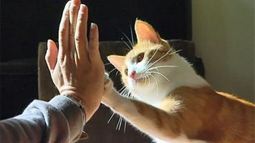 Katze stemmt ihre Pfote gegen eine Hand