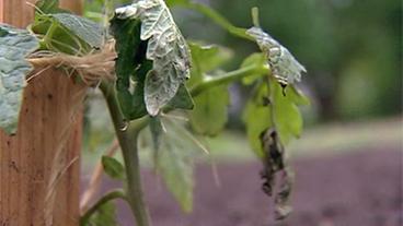 Bild: NDR Kranke Tomatenpflanze