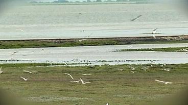 Bild: SWR Vögel an der Küste