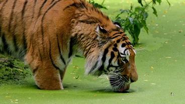 Bild: dpa Tiger