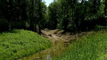 Bach fließt in den Auwald