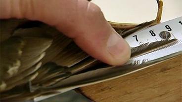 Bild: WDR Flügel wird vermessen