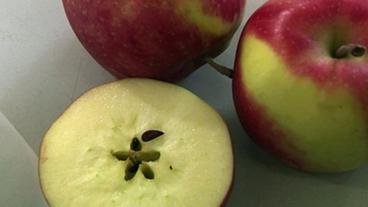 Bild: NDR Ein aufgeschnittener Apfel
