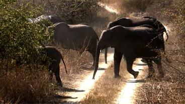 Elefanten überqueren Straße