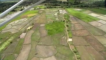 Luftaufnahmen von Reisfeldern