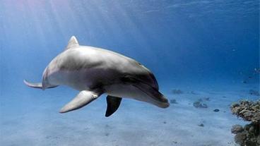 Delfin