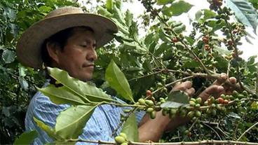 Crisanto Peréz bei der Kaffeeernte