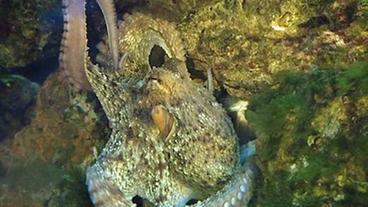 Bild: NDR Eva im Aquarium
