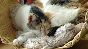Bild: NDR Schlafende Katze