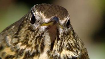 Bild: WDR Singvogel