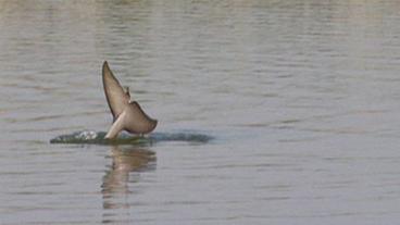 Delfin markiert mit Flosse