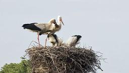 Storchenfamilie