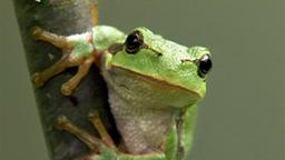 Laubfrosch