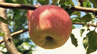Bild: HR Apfel
