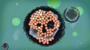 Darstellung der Bakterientötenden Wirkung von Phagen