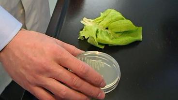 Salaltblatt im Labor neben einer Petrischale